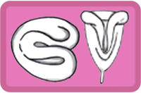 menstruationstasse falttechniken