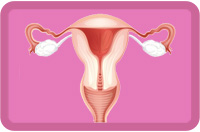 menstruationszyklus menstruationstasse